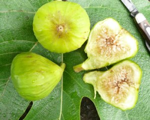 figs-and-leaf