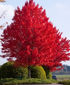 red-maple